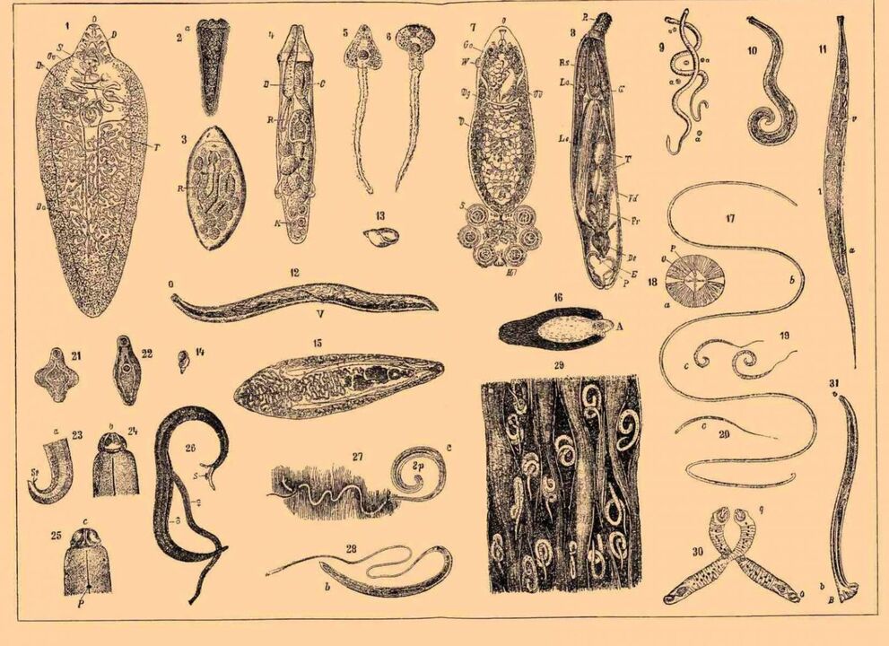 types de parasites vivant dans le corps humain