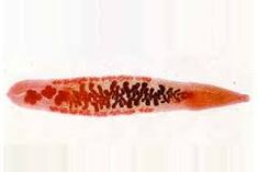 Quels parasites peuvent vivre dans le corps humain