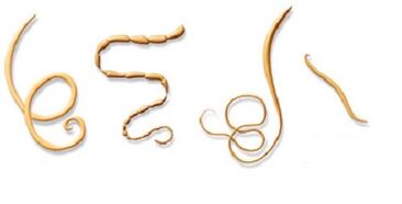 Types de parasites dans le corps humain