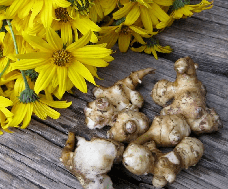Topinambour pour préparer du jus fraîchement pressé contre les parasites