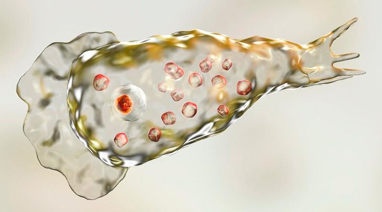 Amibe Naegleria fowlera - vit dans le cerveau humain et est un parasite mortel