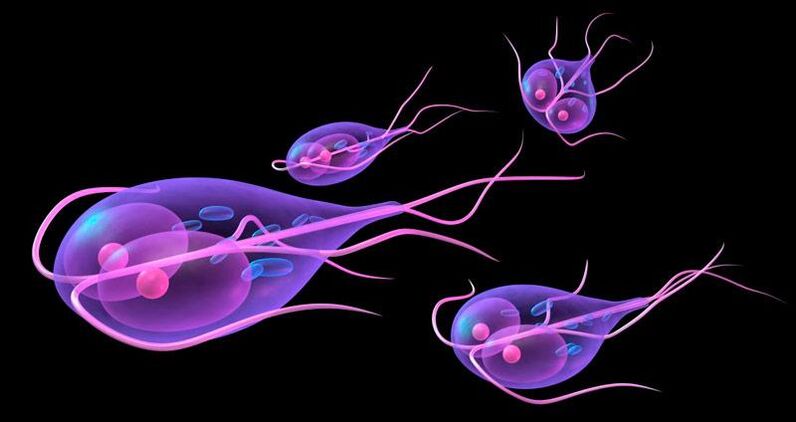 Giardia, qui vit dans l'intestin grêle humain