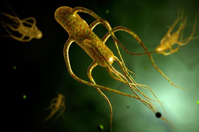 La salmonelle vit dans l'intestin humain