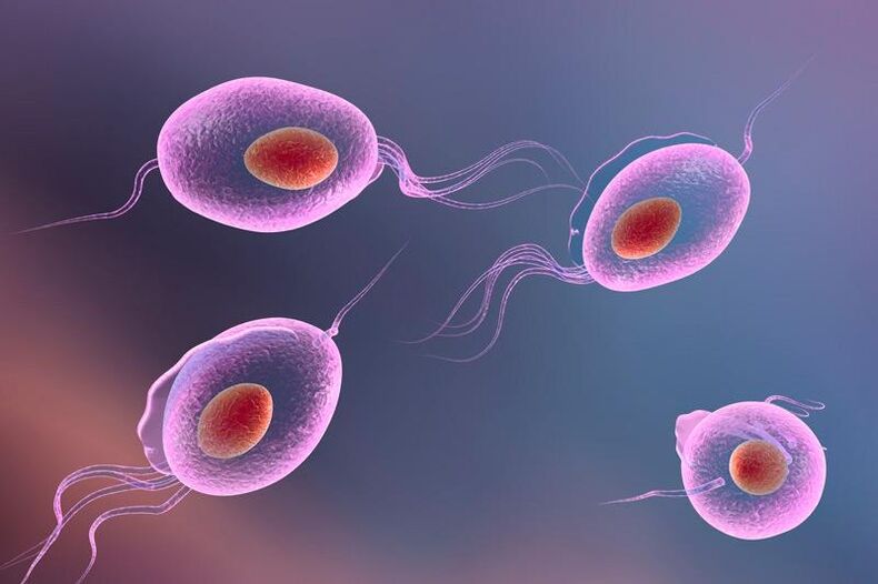 Parasite Trichomonas - vit dans le système génito-urinaire humain