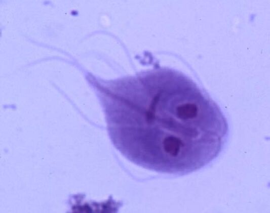 Giardia du corps humain